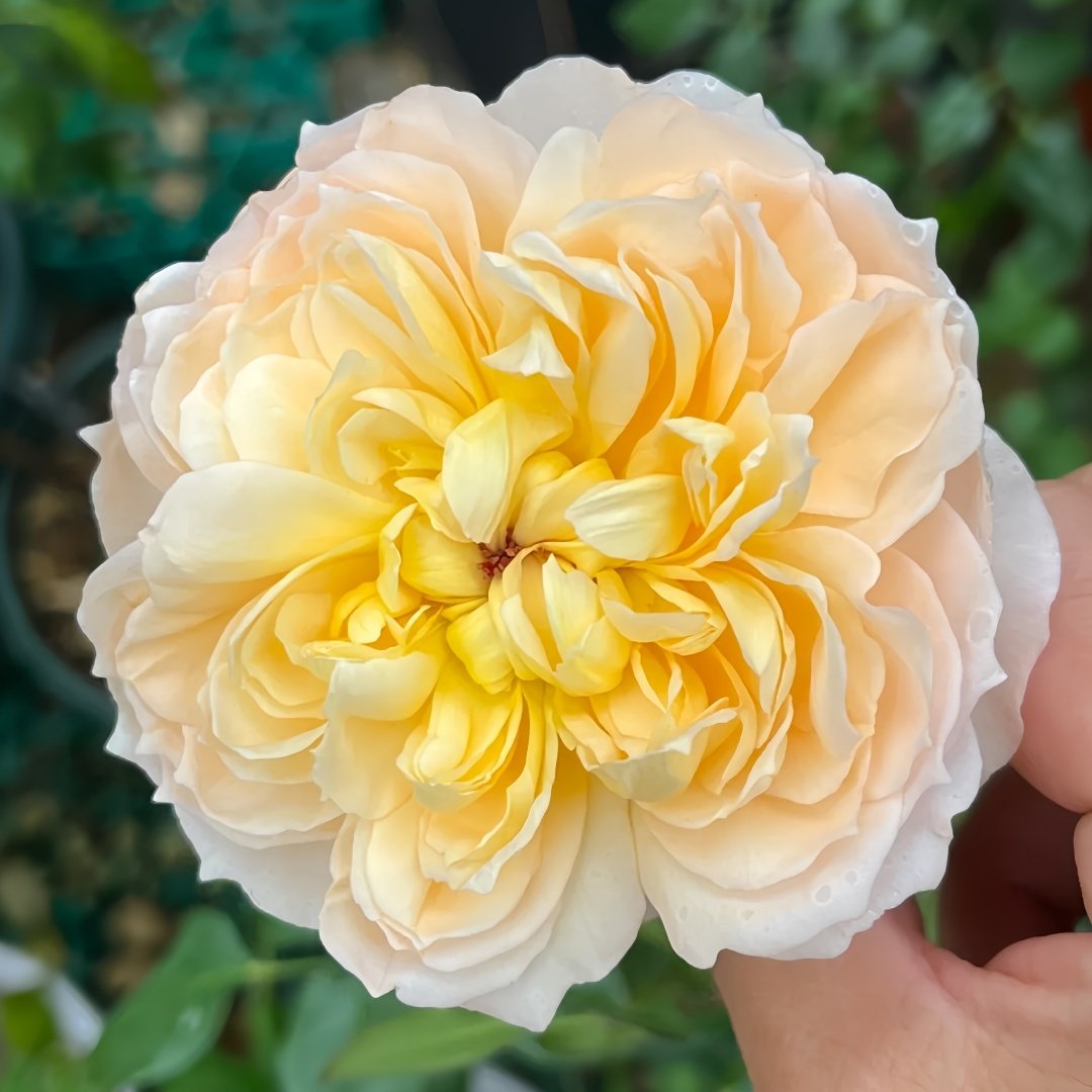 Shreuk Rose Plant|日出 image 5