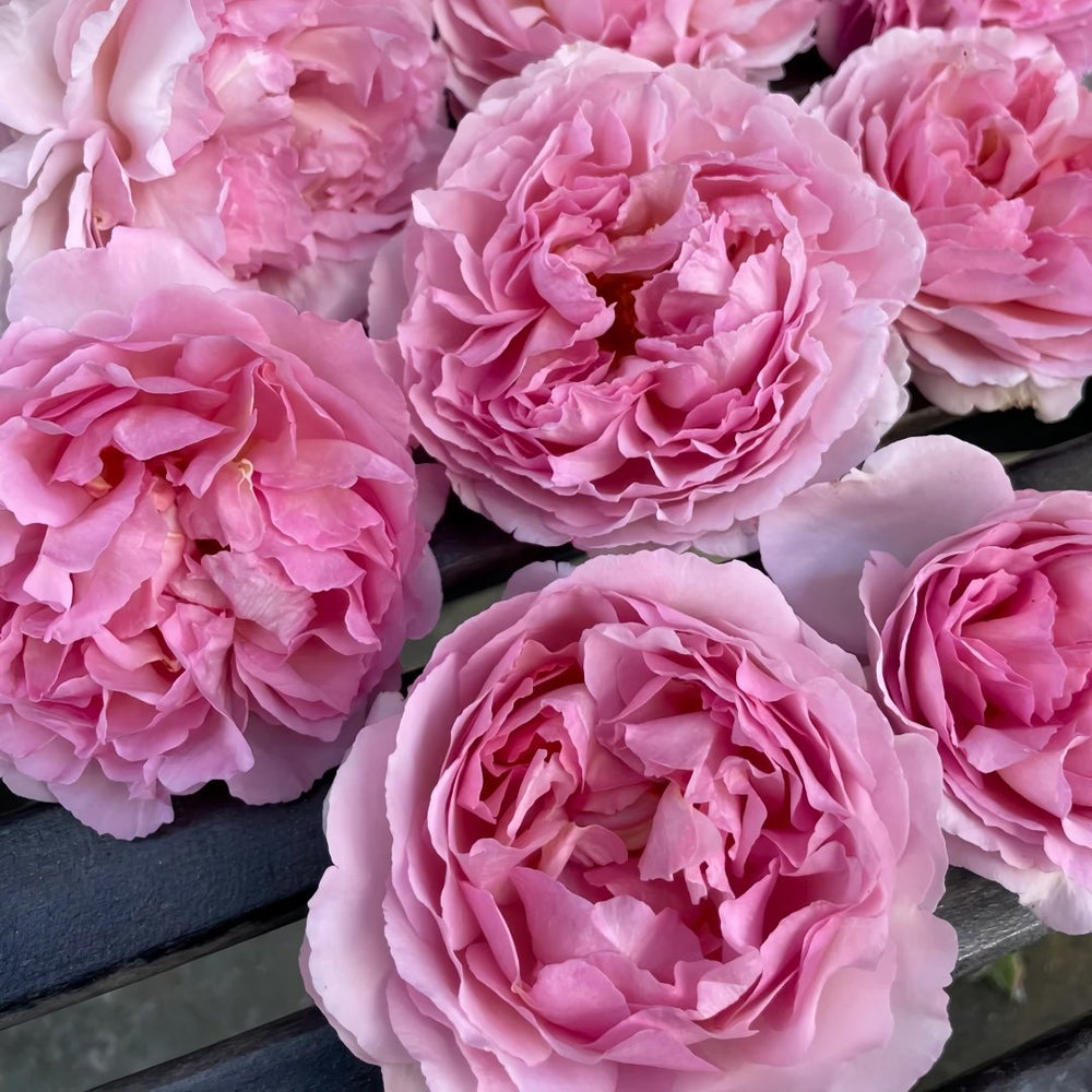 Fragrance of Fragrances Rose Plant｜伊芙魂之香水 image 8