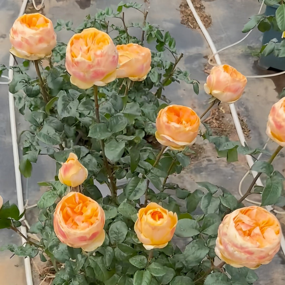 Bergamotte Rose Plant | 香柠檬 image 7
