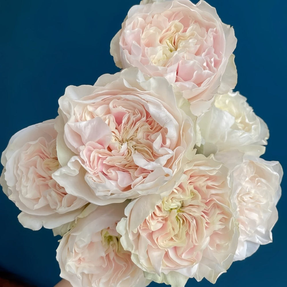 Chiffonade Rose Plant | 雪纺 image 5