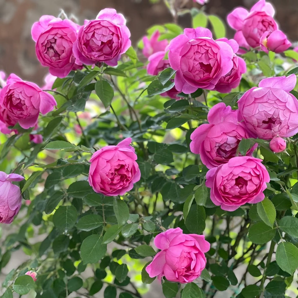 Royal Jubilee Rose Plant| 皇家庆典 image 7