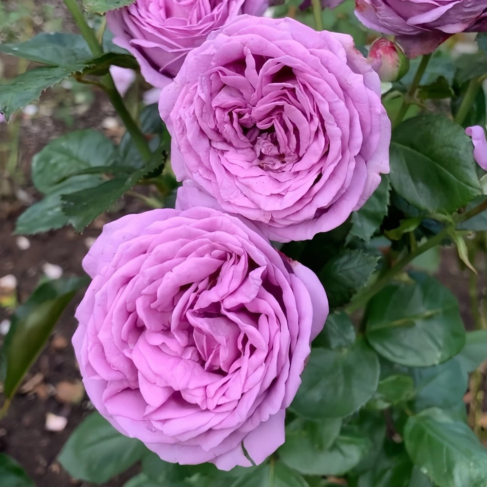 Kinda Blue Rose Plant｜微蓝 image 7