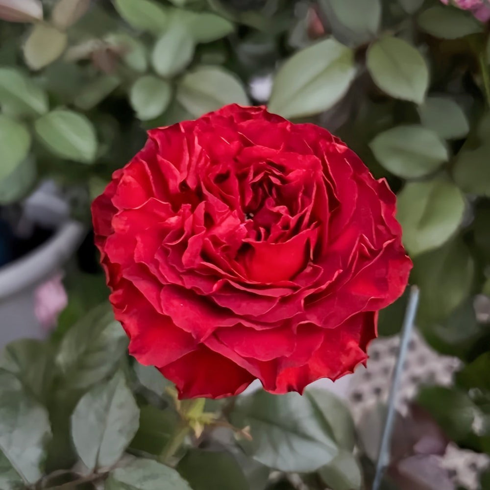 Cola Rose Plant | 可乐 image 8