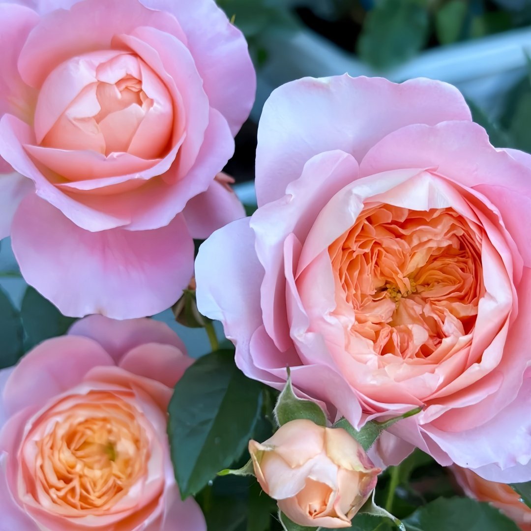 Juzi Rose Plant｜橘子 image 5