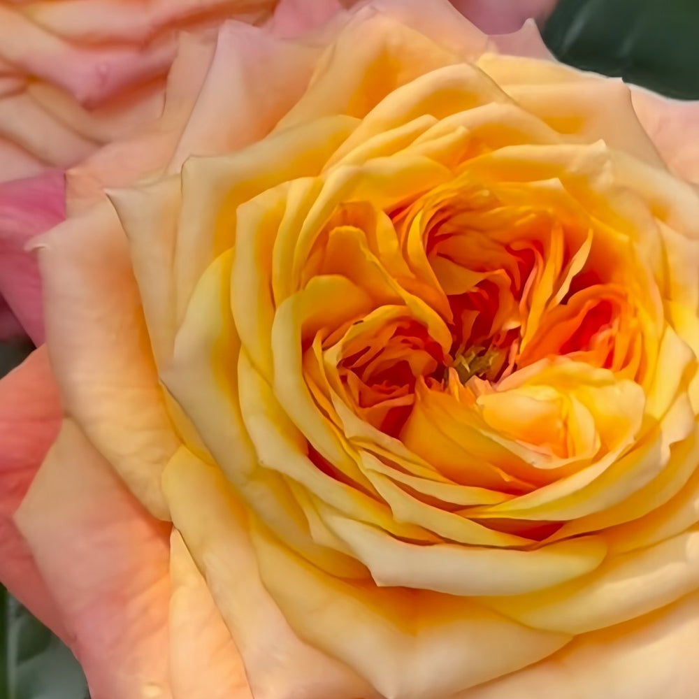 Country Aquarelle Rose Plant｜乡村水彩画 image 9