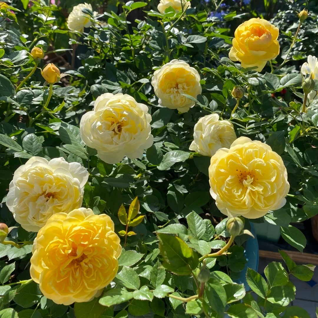 Luciole Rose Plant|萤火虫/路西欧 image 7