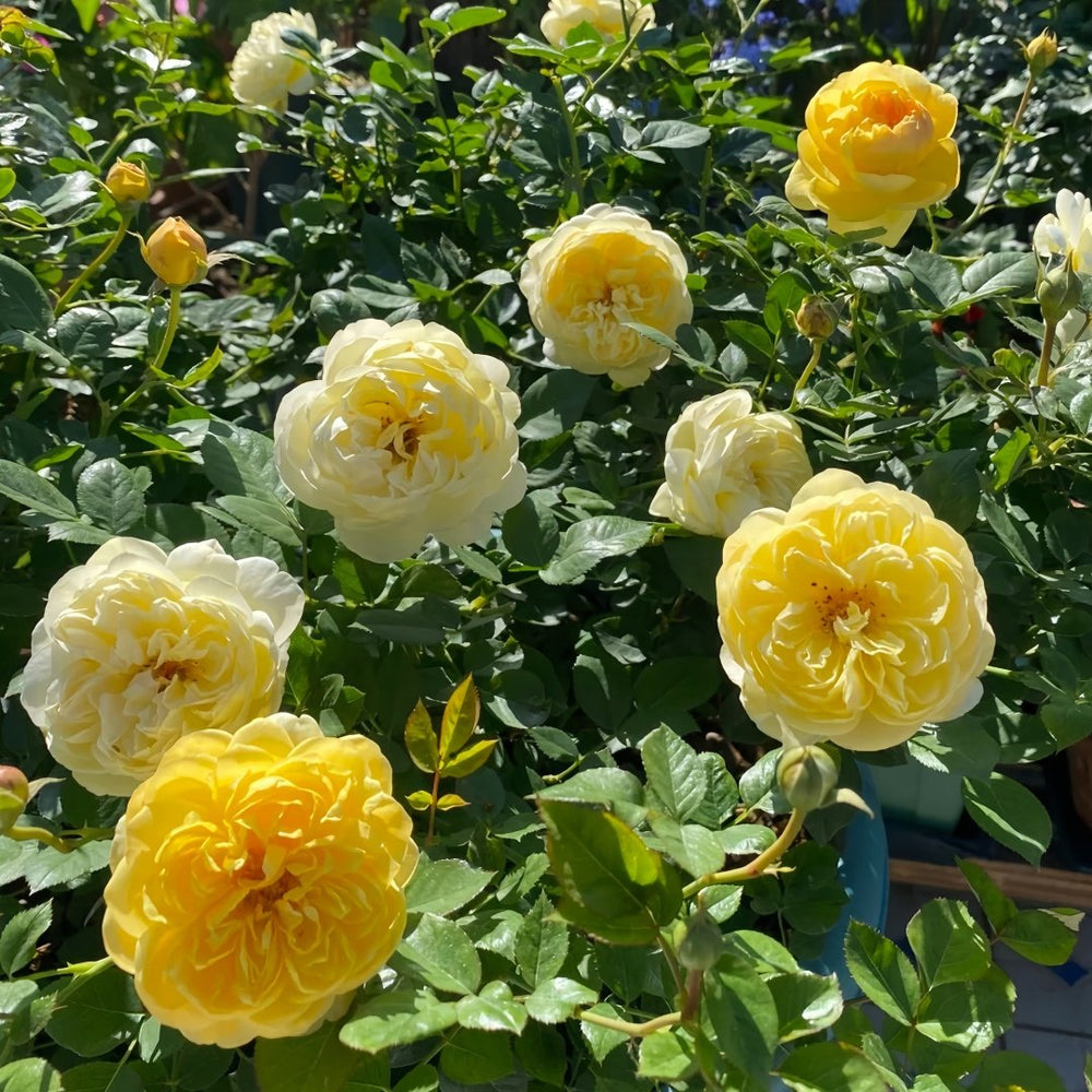Luciole Rose Plant|萤火虫/路西欧 image 7