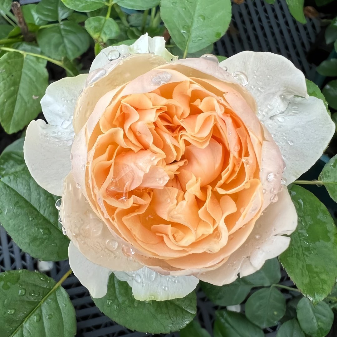 Apricot Cooler Rose Plant｜杏仁露 image 1