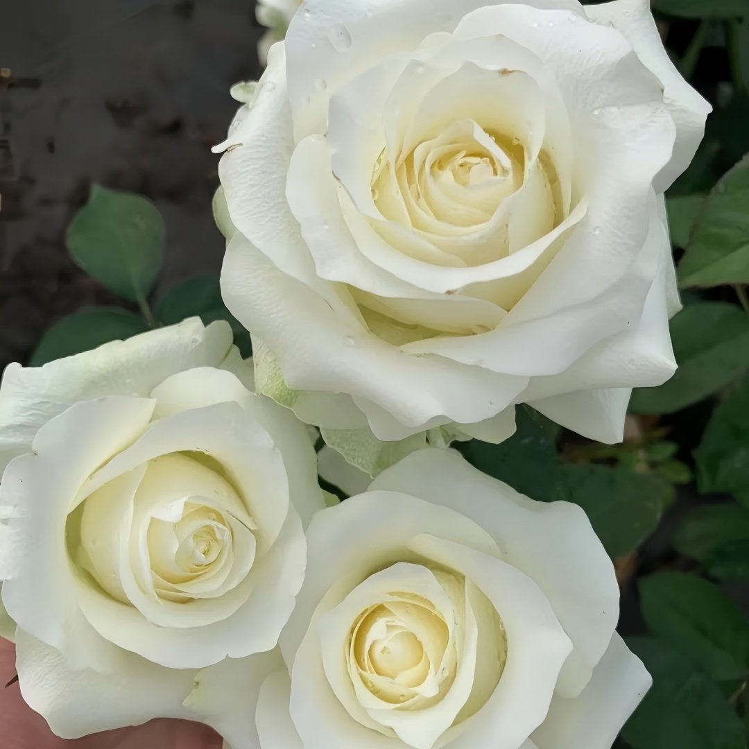 White Chocolate Rose Plant|白巧克力 image 7
