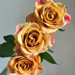 Symbol Rose Plant｜标志 image 1