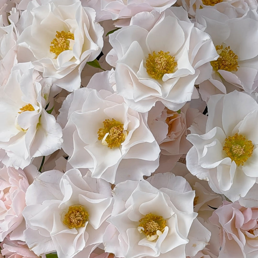 Jillian Rose Plant｜吉莉安公主 image 7