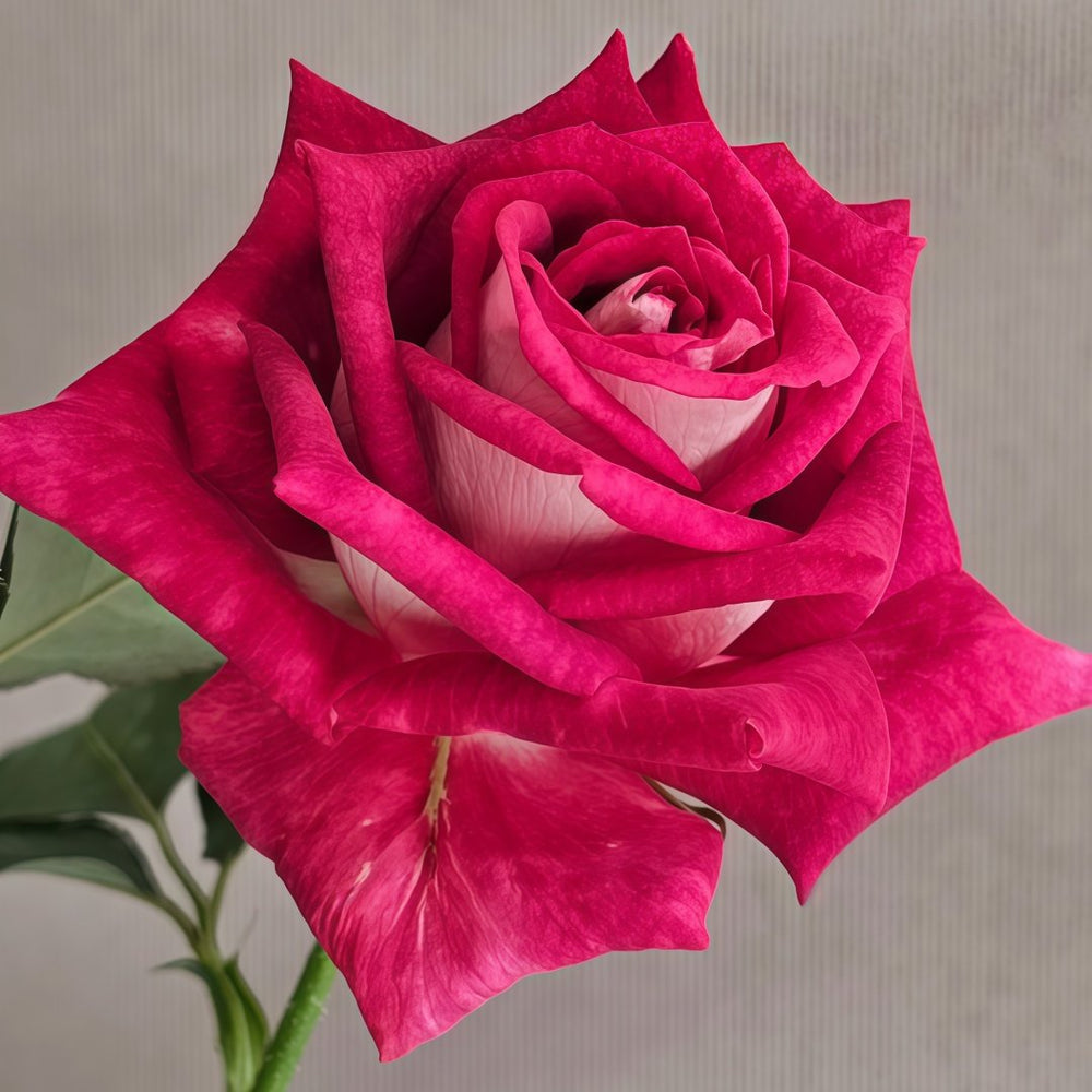 Monica Bellucci Rose Plant｜莫妮卡贝鲁奇 image 2