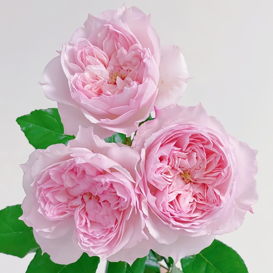 Cecil de Volages Rose Plant | 蝶之舞玫瑰 image 6