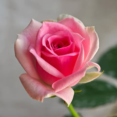 Mimi EdenMeiland Rose Plant|小伊甸园 image 3