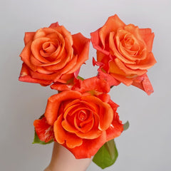 Orange Party Rose Plant|金色交响曲 image 1