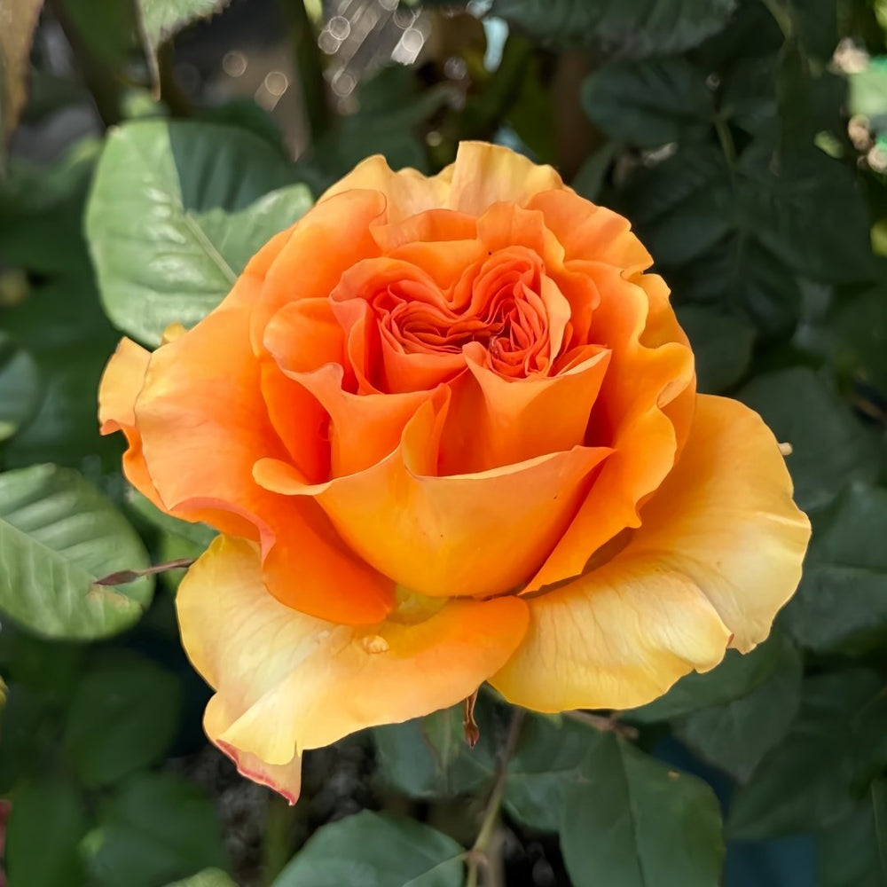 Mighty Rose Plant|甜橙 image 5