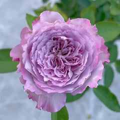 Lansiqiu Rose Plant｜蓝丝球 image 0