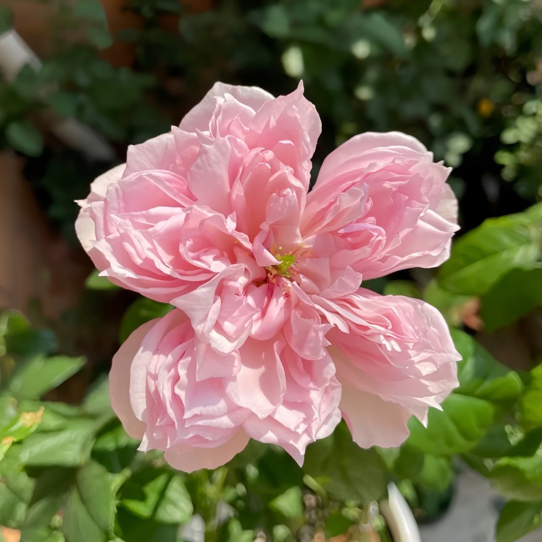 Cecil de Volages Rose Plant | 蝶之舞玫瑰 image 4