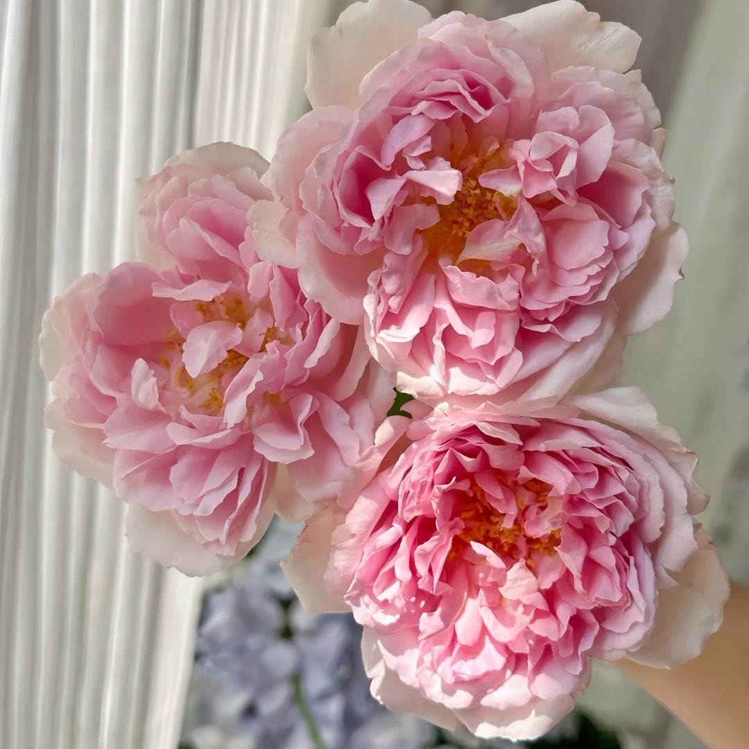 Antoinette Rose Plant|绝代艳后 image 1