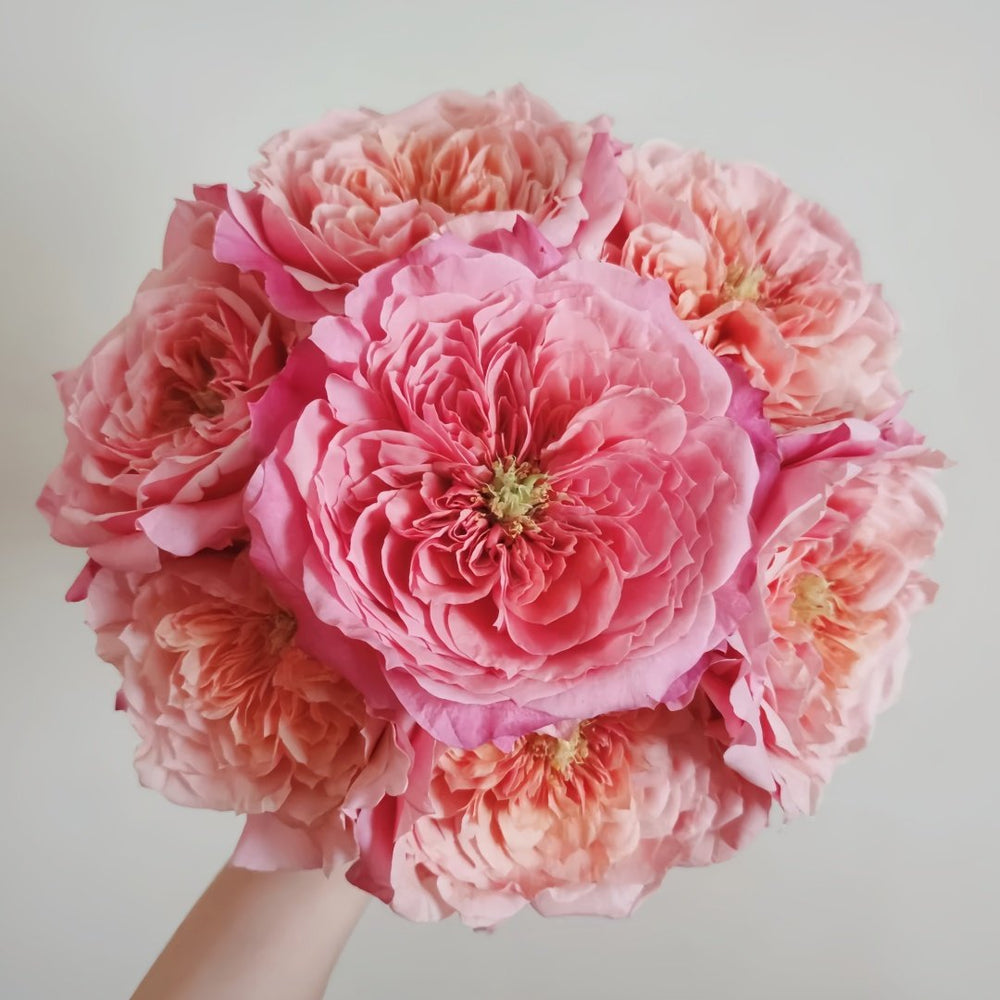 Miyabi Rose Plant｜雅致玫瑰 image 0