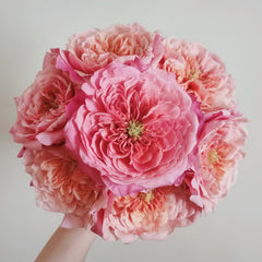 Miyabi Rose Plant｜雅致玫瑰 image 0