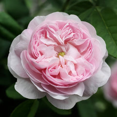 Duchesse de Montebello Rose Plant｜公爵夫人蒙特贝罗 image 1