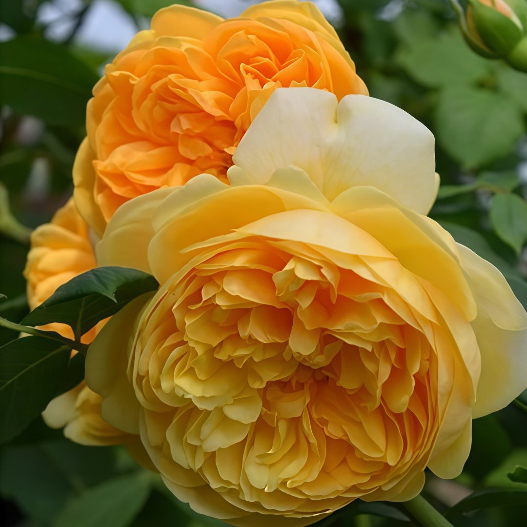Bring me sunshine Rose Plant ｜阳光使者 image 5