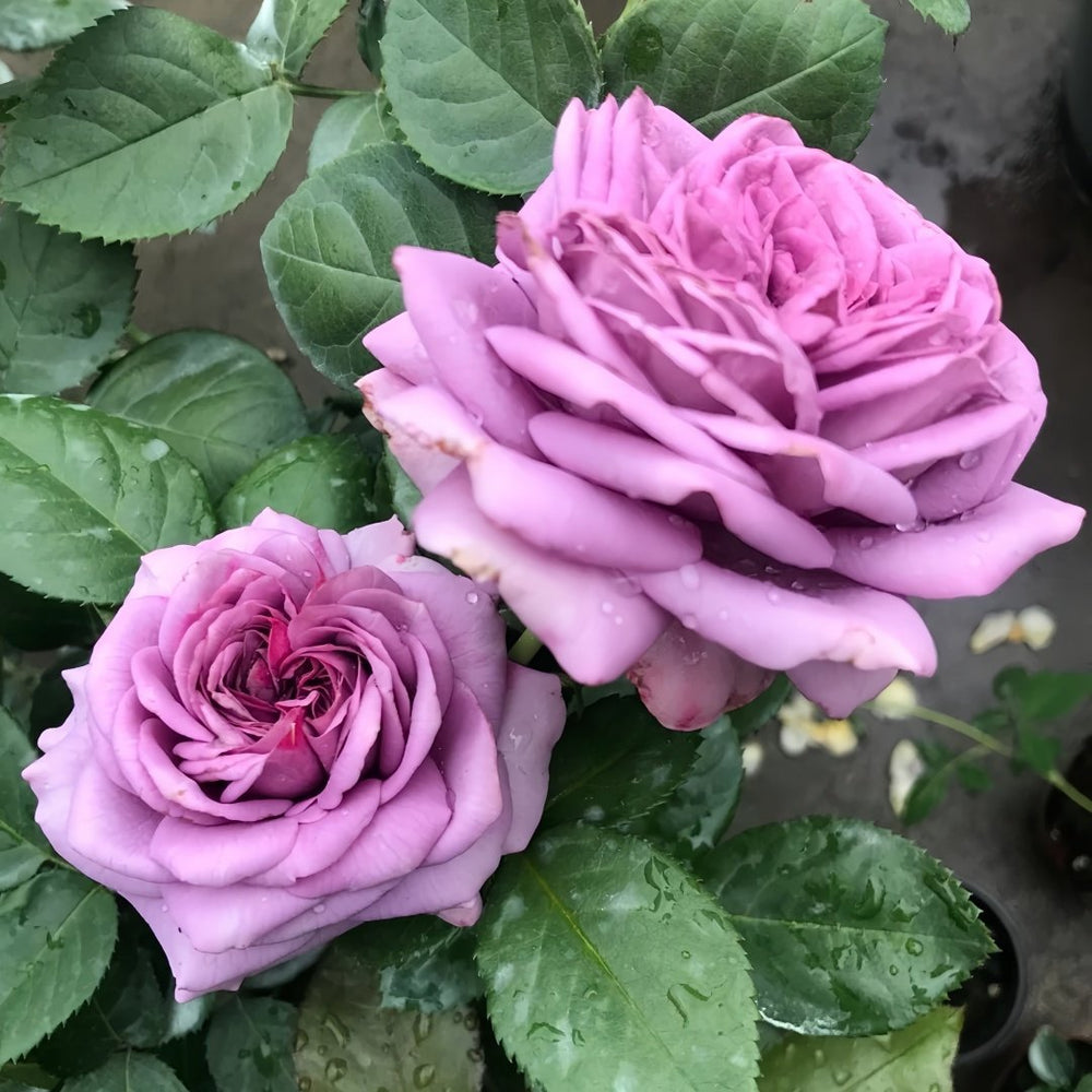 Kinda Blue Rose Plant｜微蓝 image 6