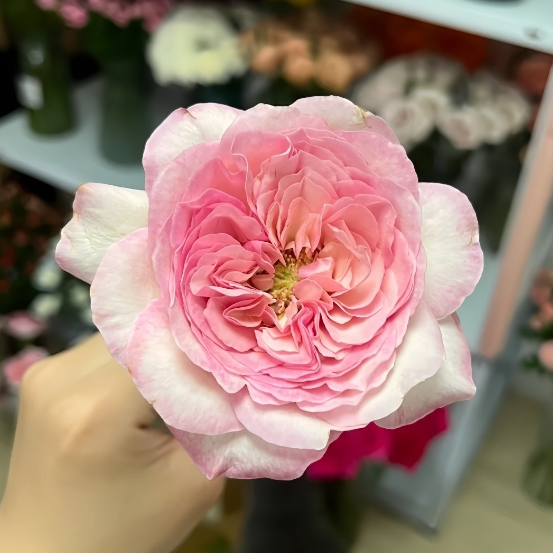 Pink Fragrance Rose Plant|五号香水/粉色香水 image 4