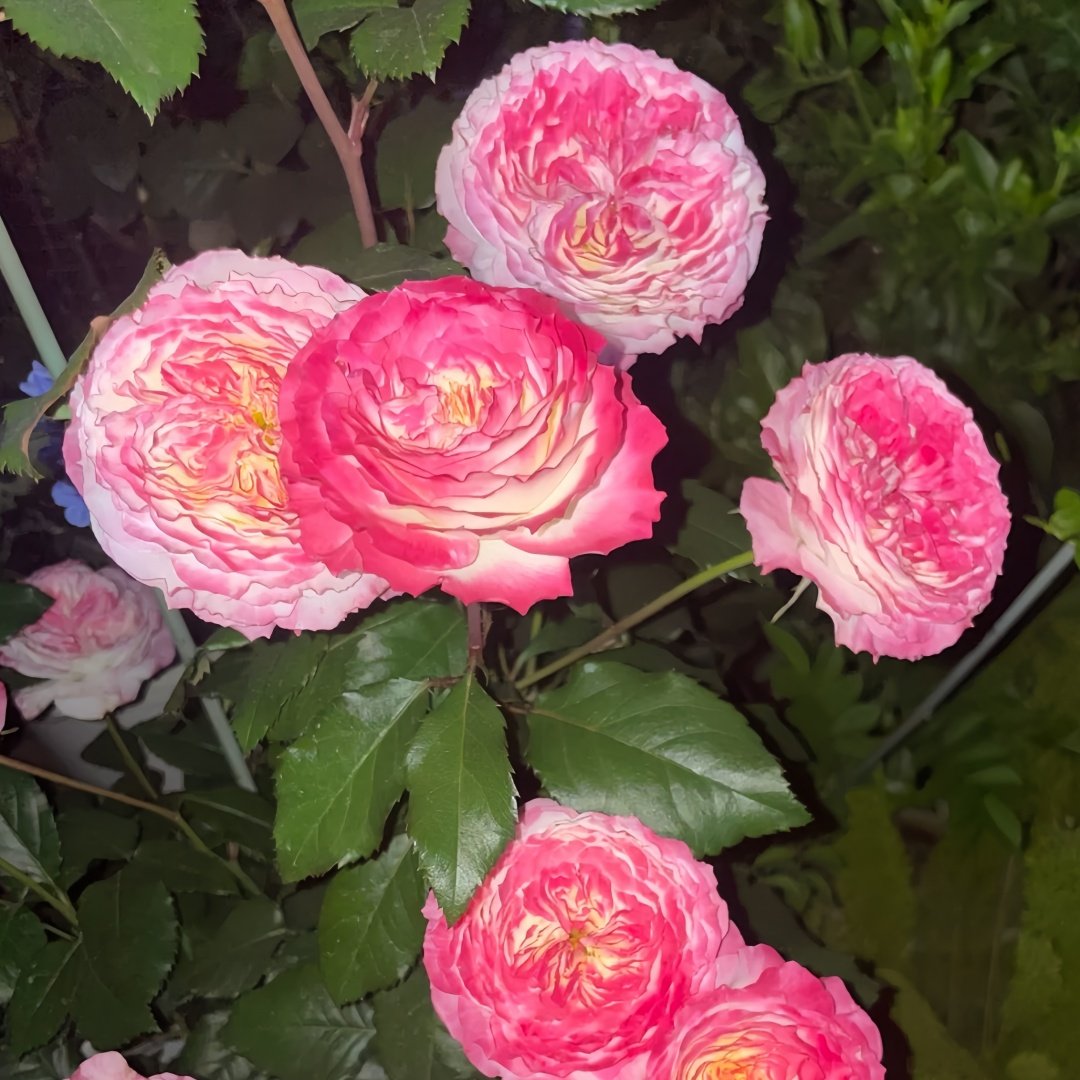 Chuzhuang Rose Plant|‌初妆 image 8