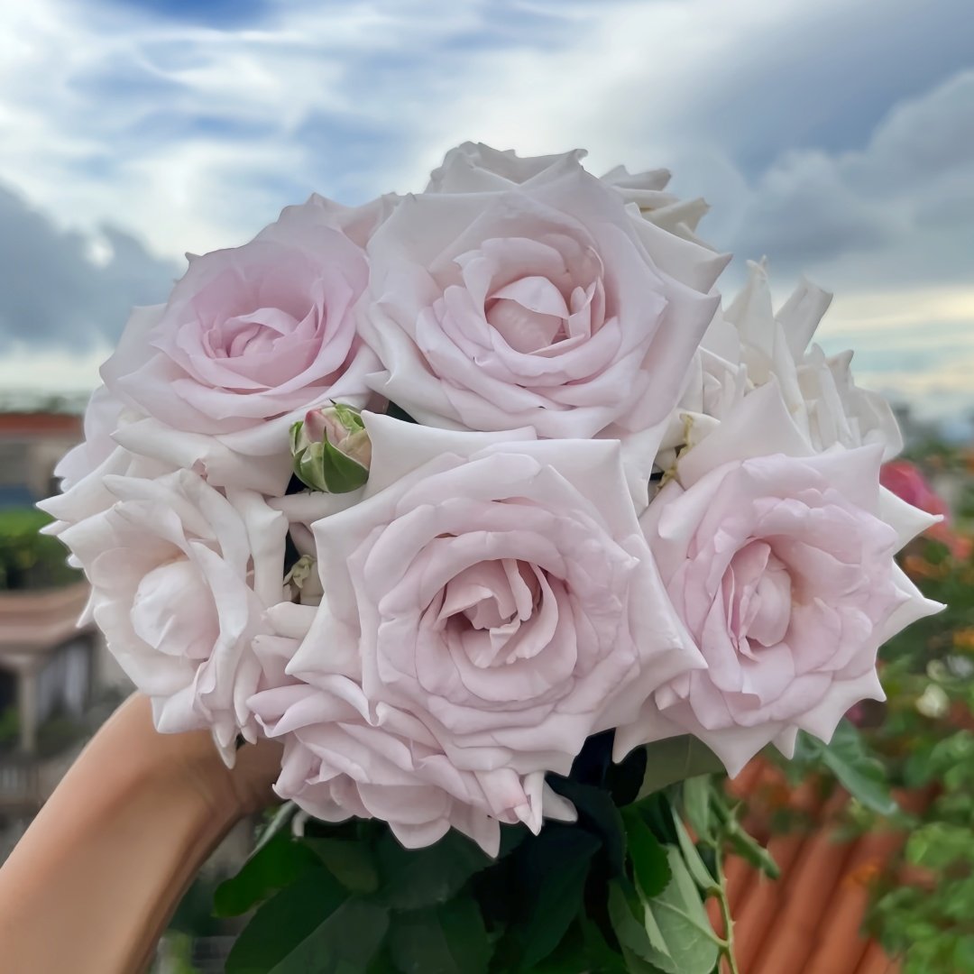 Bounty Way Rose Plant｜赏金之路 image 1