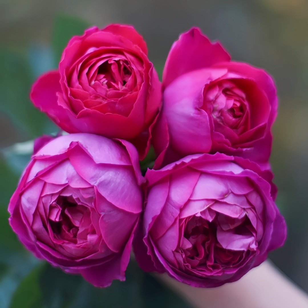 Scent Garden Rose Plant｜伊芙芳香花园 image 4