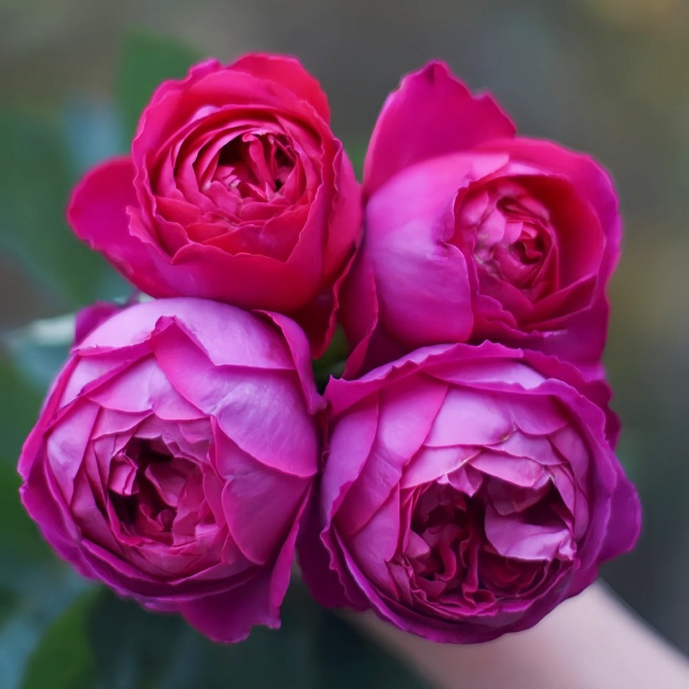 Scent Garden Rose Plant｜伊芙芳香花园 image 4