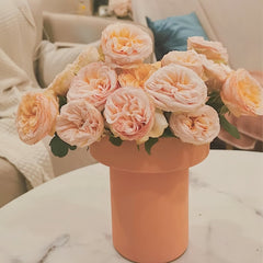Gentle Trendsetter Rose Plant | 温柔宝藏 image 3