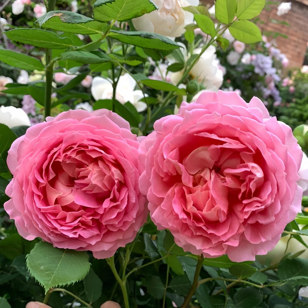 Jubilee Celebration Rose Plant｜银禧庆典 image 8