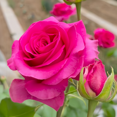 Pink Floyd Rose Plant｜弗洛伊德 image 2