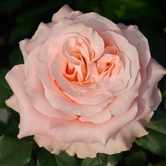 Princess Crown Rose Plant｜公主皇冠 image 0