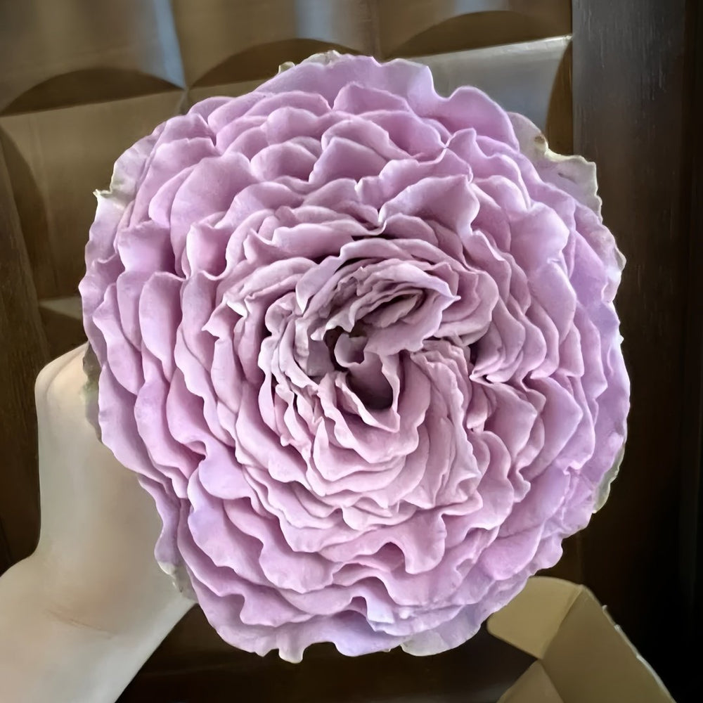 Blue Story Rose Plant｜蓝色物语 image 6