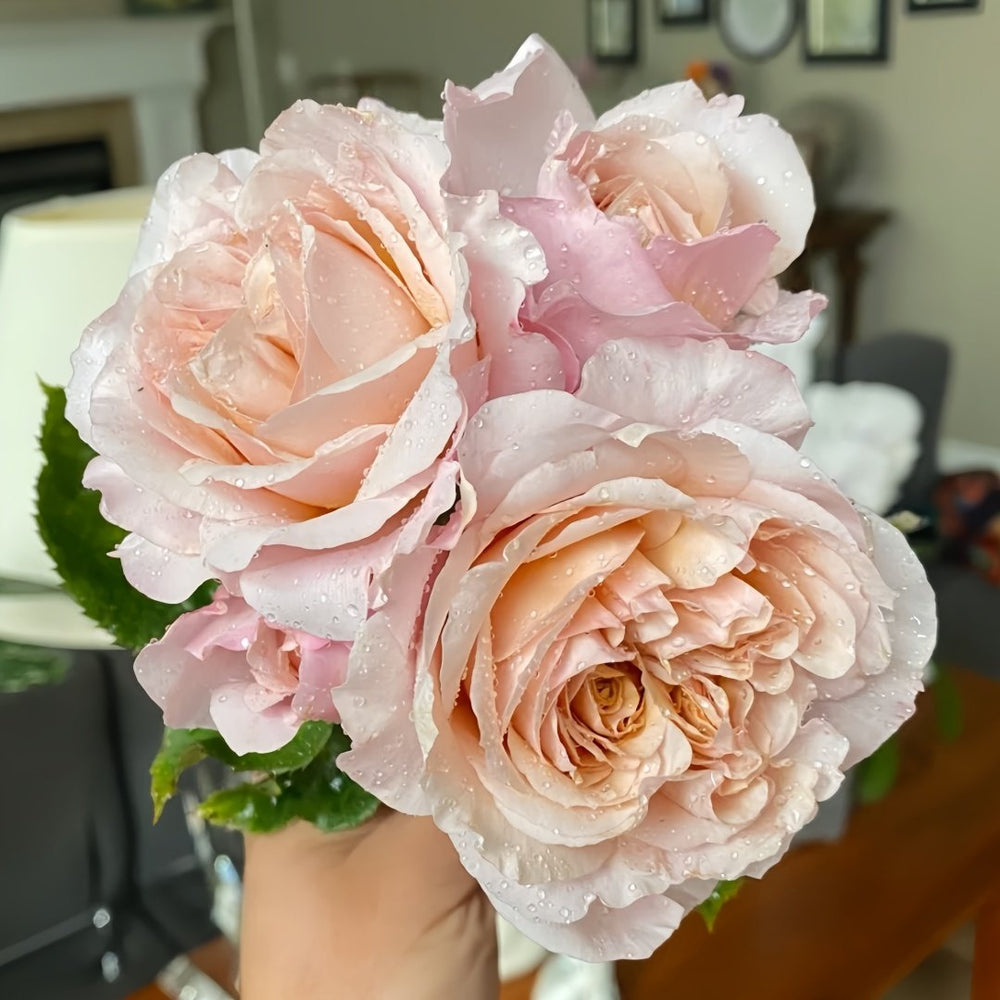 Miyabi Brown Rose Plant｜棕雅 image 10