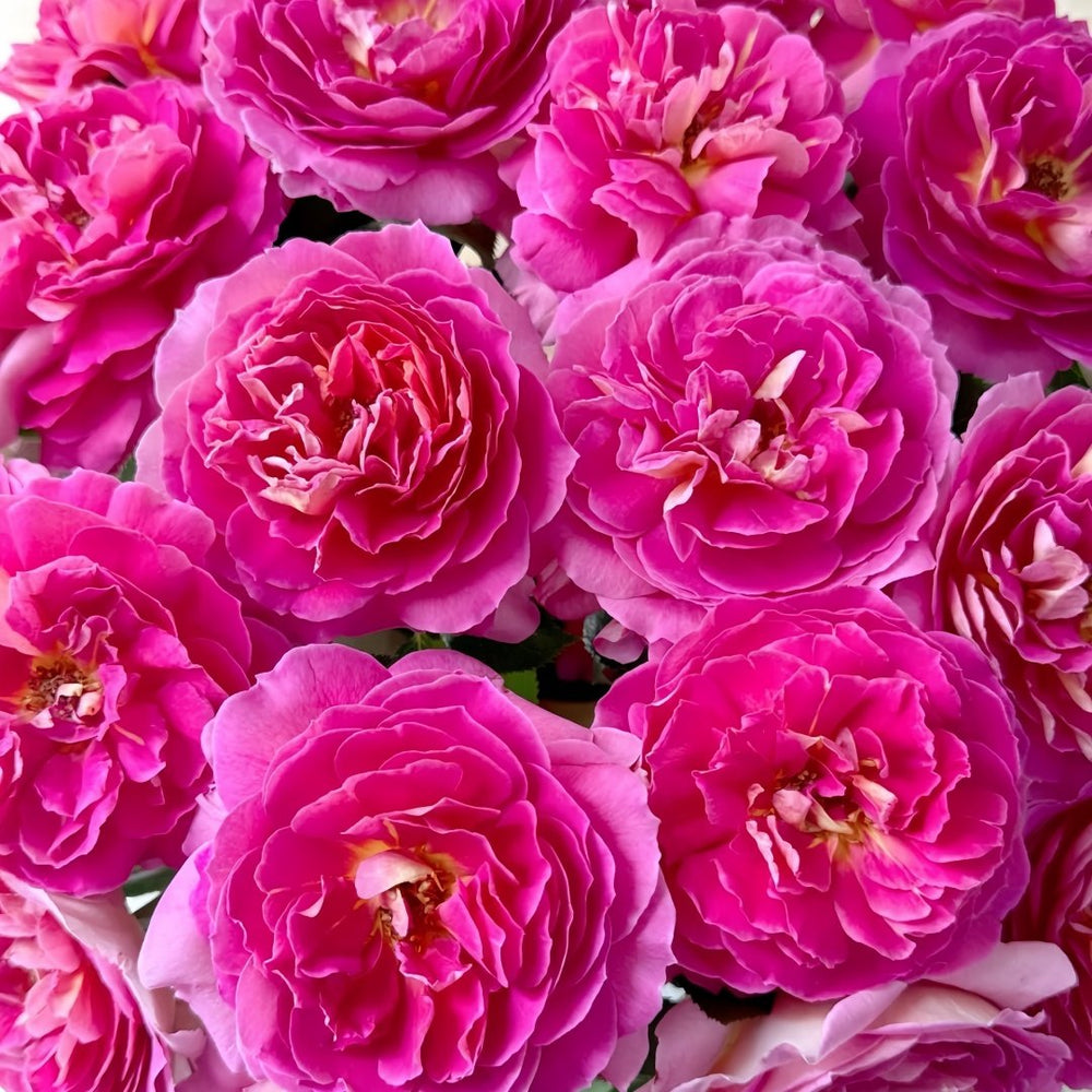 Esprit de Paris Rose Plant｜巴黎精神 image 2