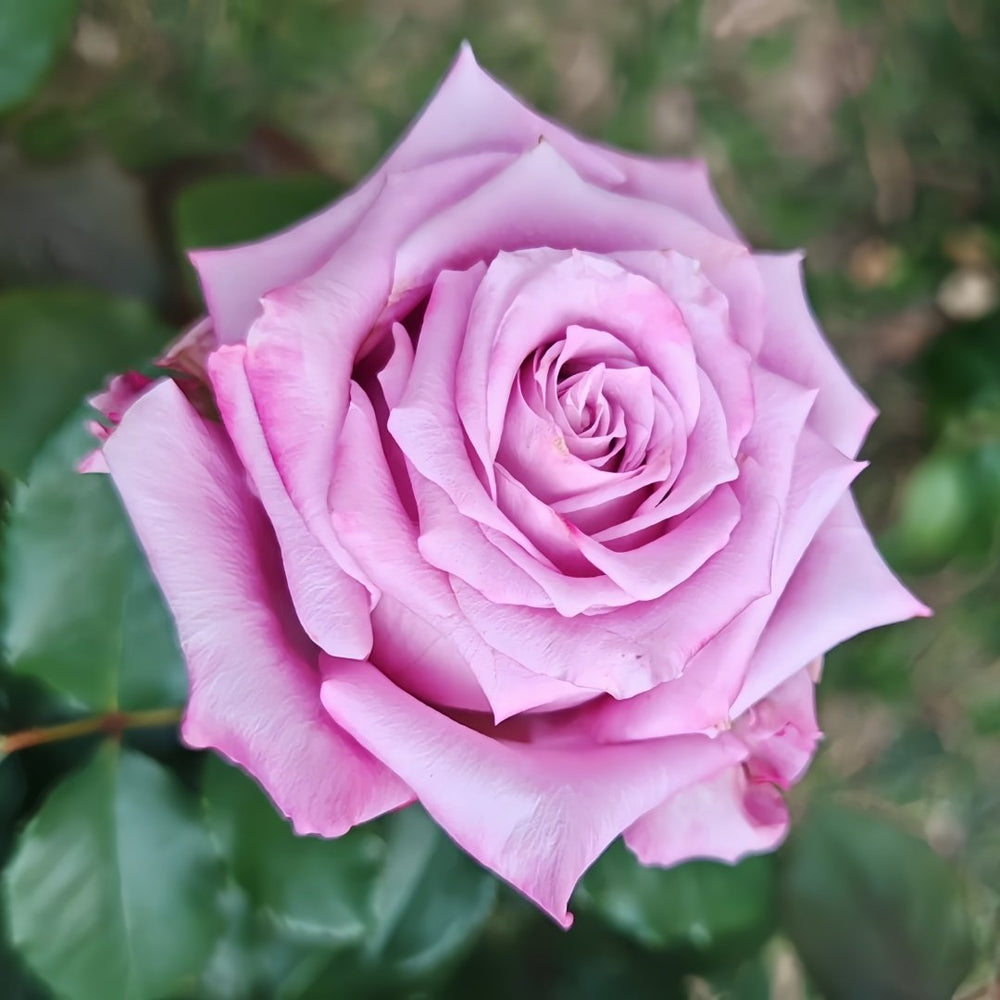 Maritim Rose Plant|玛丽蒂姆/玛丽提姆 image 4
