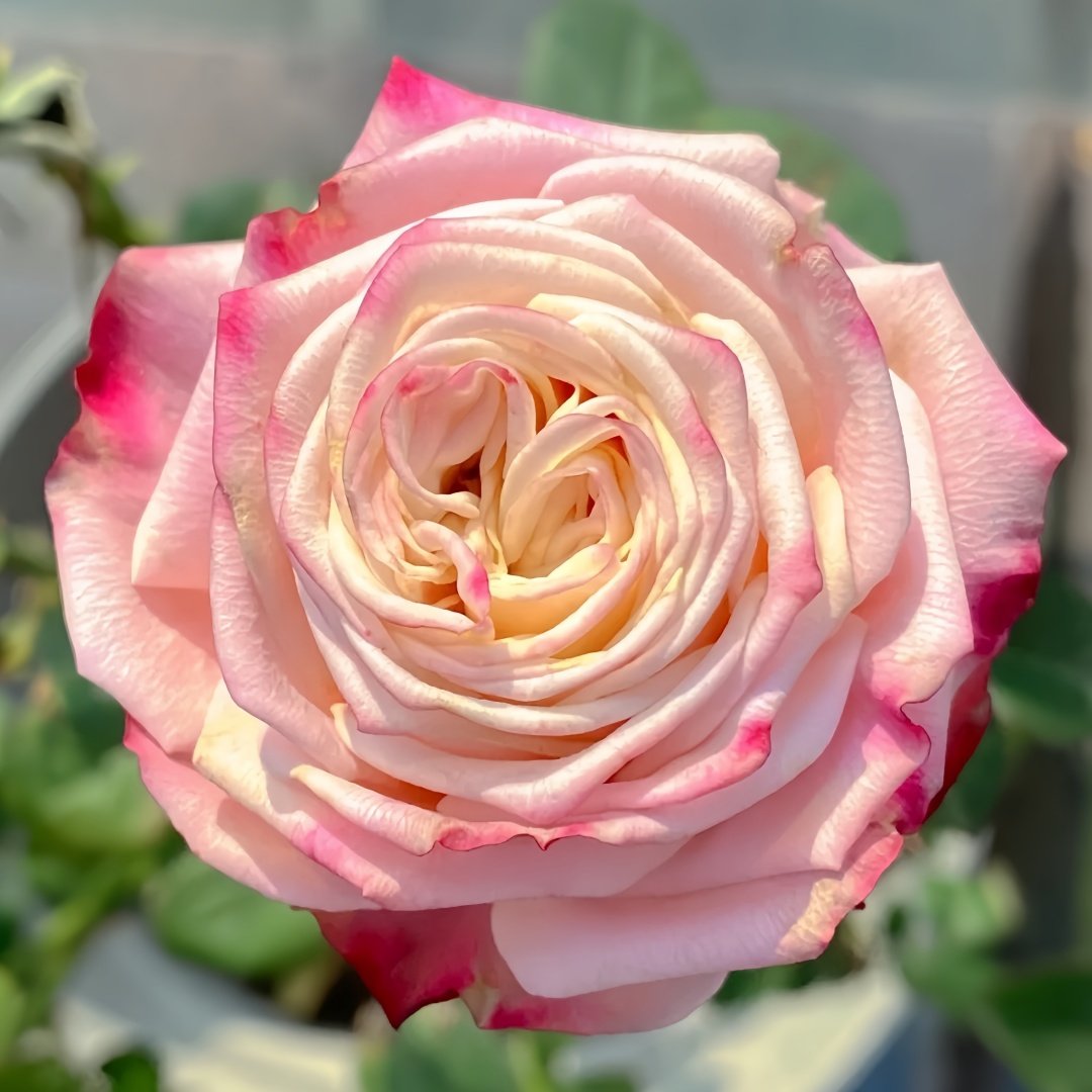 Supless Rose Plant｜甜蜜奶咖 image 4