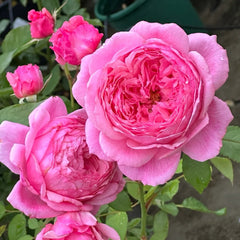 Lady Heirloom Rose Plant|女人的遗产 image 1
