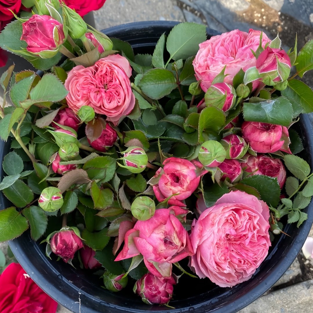 Victoria Classic Rose Plant｜维多利亚经典 image 6