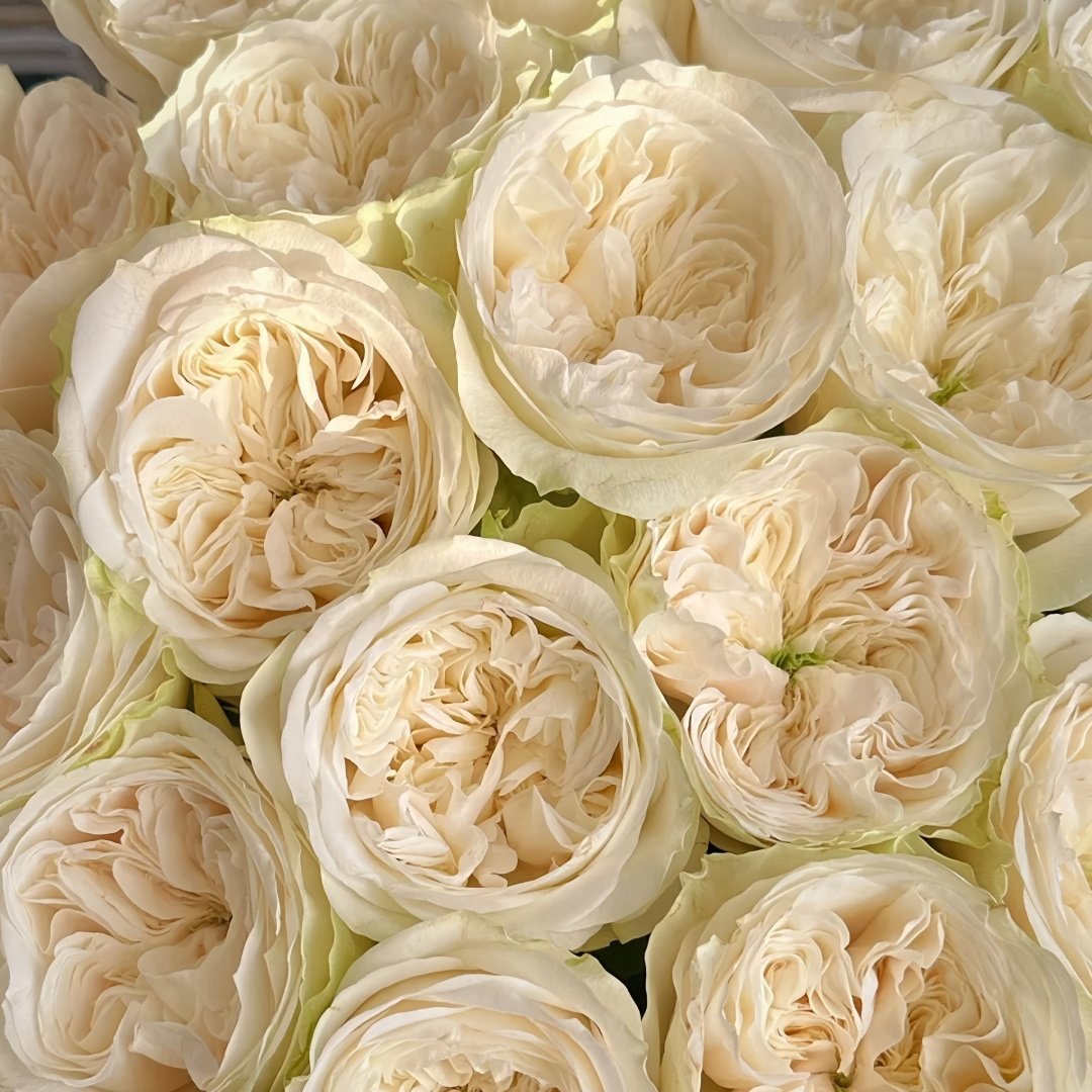 Priscilla Rose Plant|普利希拉 image 9