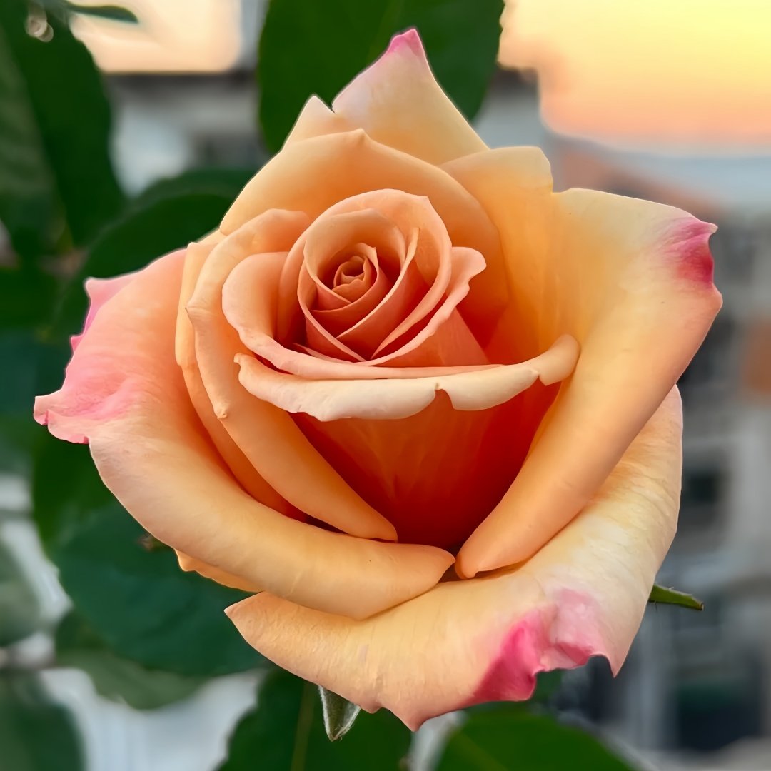Mother of Pearl Rose Plant｜珍珠贝母 image 5