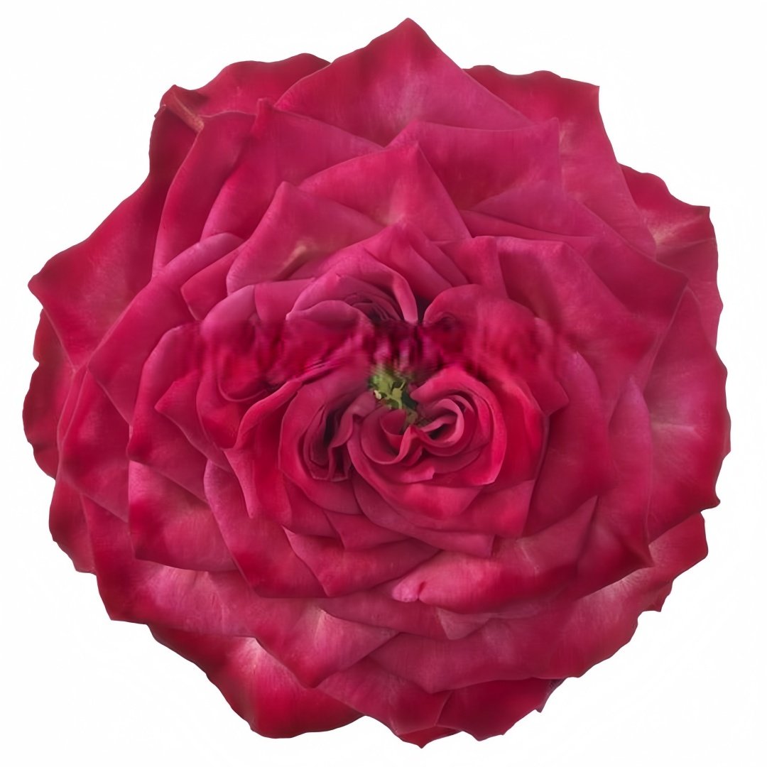 Sheffield Park Rose Plant|谢菲尔德公园 image 5