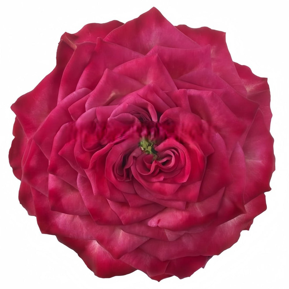 Sheffield Park Rose Plant|谢菲尔德公园 image 5