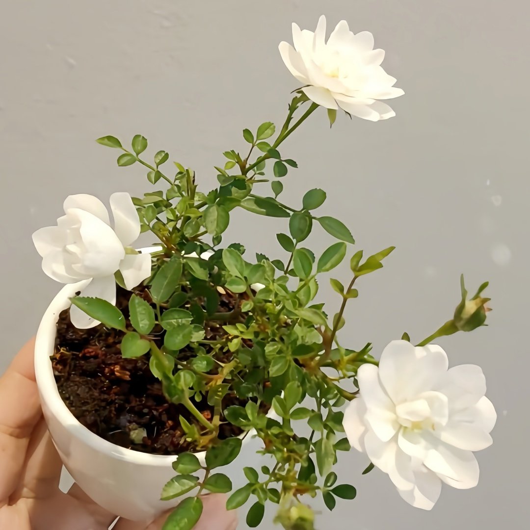 Yukihime Rose Plant｜雪姬 image 3