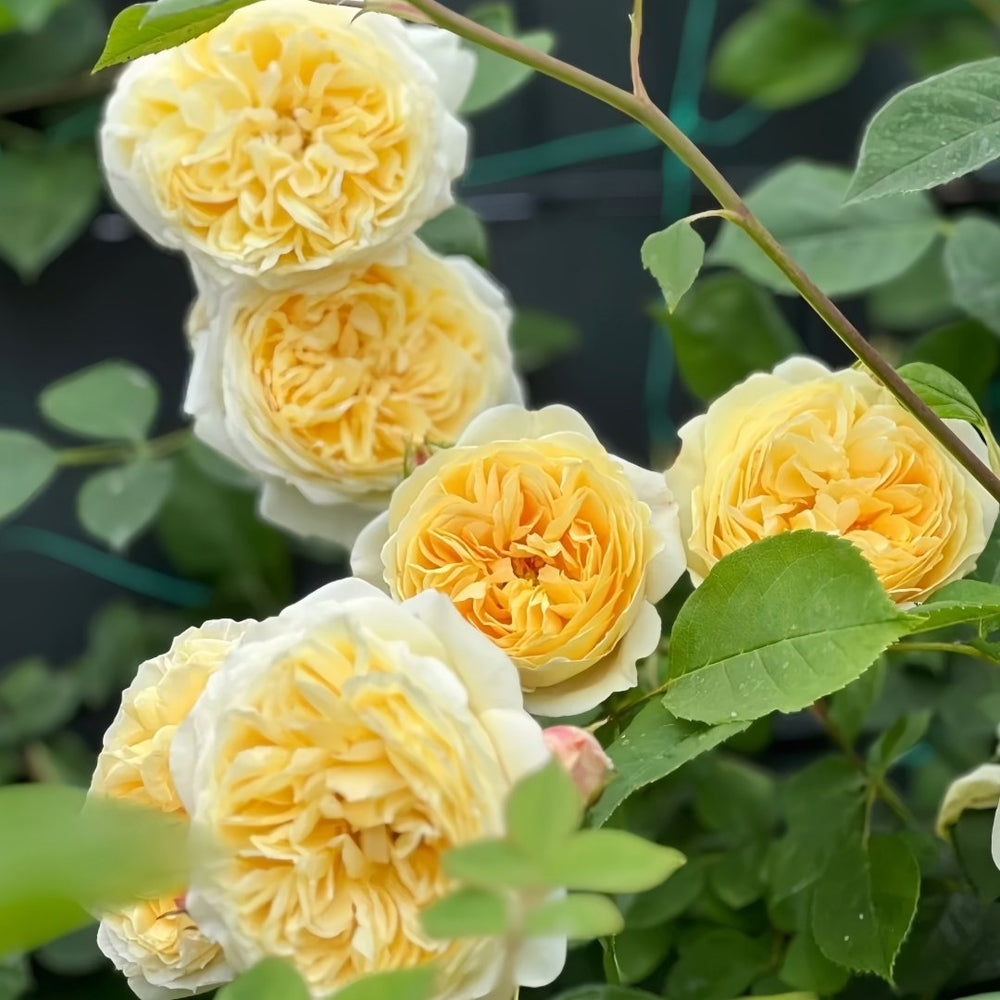 Teasing Georgia Rose Plant|欢笑格鲁吉亚 image 6